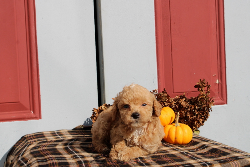 puppy, for, sale, Mini Poodle, Matthew B. Stoltzfus, dog, breeder, Gap, PA, dog-breeder, puppy-for-sale, forsale, nearby, find, puppyfind, locator, puppylocator, aca